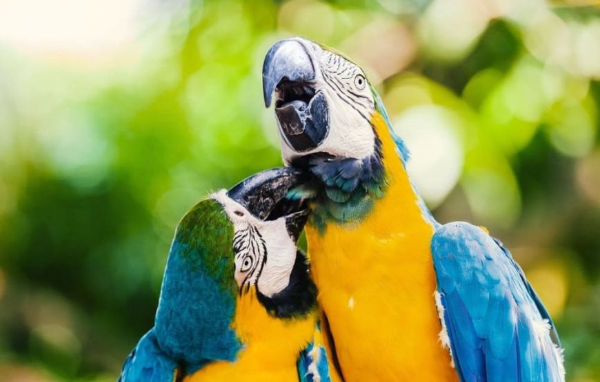 Aviario Nacional + Playa Tranquila