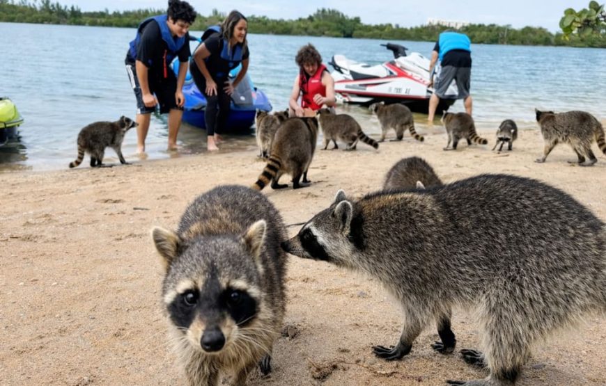 Mirador De Barú (Playa Blanca) + Mapaches + Snorkel
