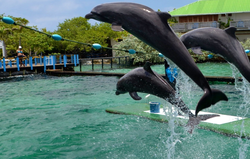 PLAYA TRANQUILA + TOUR  MAPACHES Y SNORKEL + ACUARIO