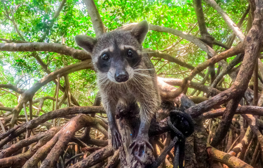 PLAYA TRANQUILA + TOUR  MAPACHES Y SNORKEL + ACUARIO