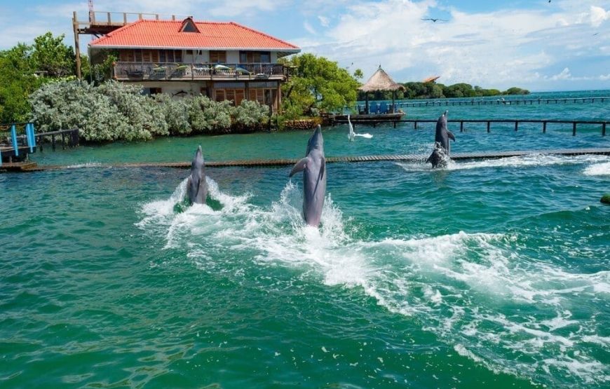 Playa Tranquila Básico Terrestre y Lancha + Acuario + Plancton