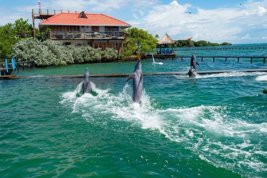 Playa Tranquila Básico Terrestre y Lancha + Acuario + Plancton