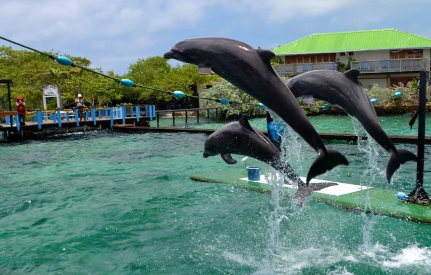Playa Tranquila Familiar (Acuario + Mapaches + Snorkel)