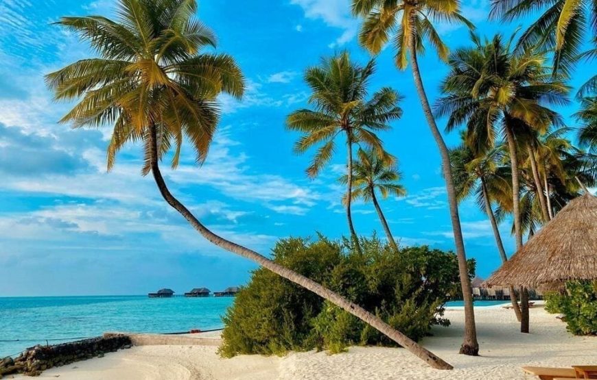 Playa Tranquila Básico Terrestre y Lancha + Plancton