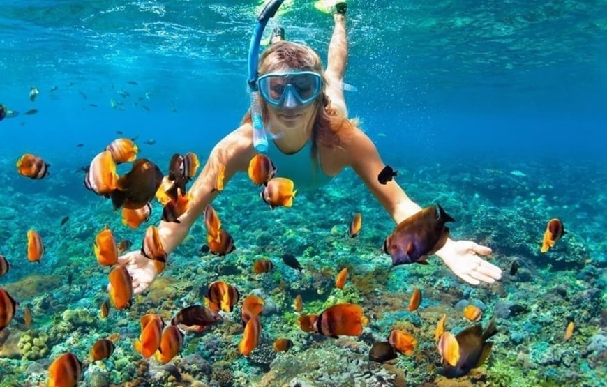 Playa Tranquila Básico Terrestre y Lancha + Mapaches + Snorkel + Plancton