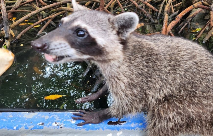 Playa Tranquila Básico Terrestre y Lancha + Mapaches + Snorkel