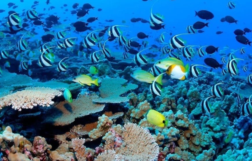 5 Islas VIP (Almuerzo En Isla Privada) + Acuario + Plancton