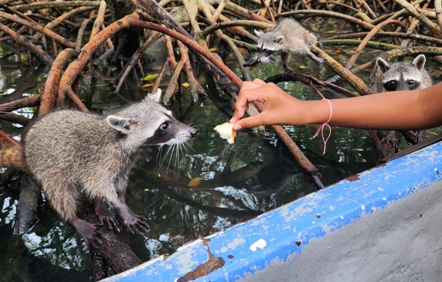 Playa Tranquila Básico Terrestre y Lancha + Mapaches + Snorkel + Plancton