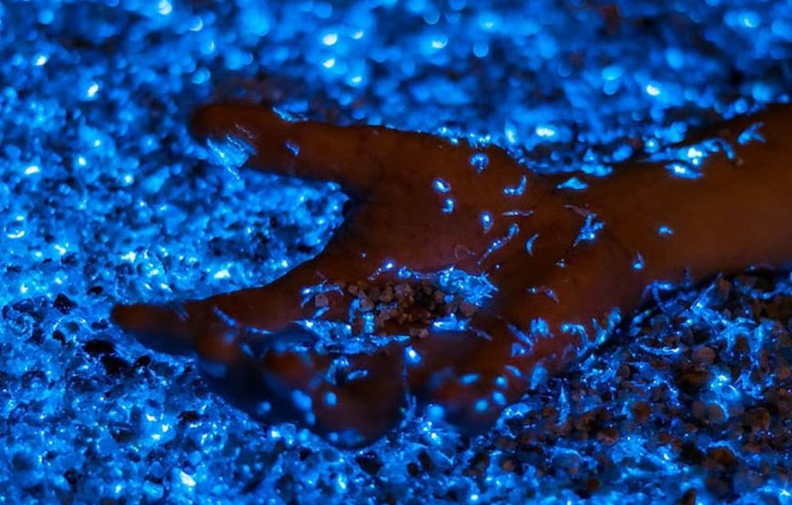 5 Islas Premium Básico + Acuario + Plancton