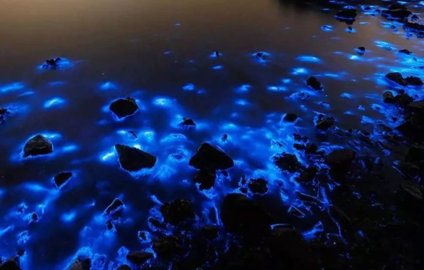 5 Islas VIP (Almuerzo En Isla Privada) + Open Bar + Plancton