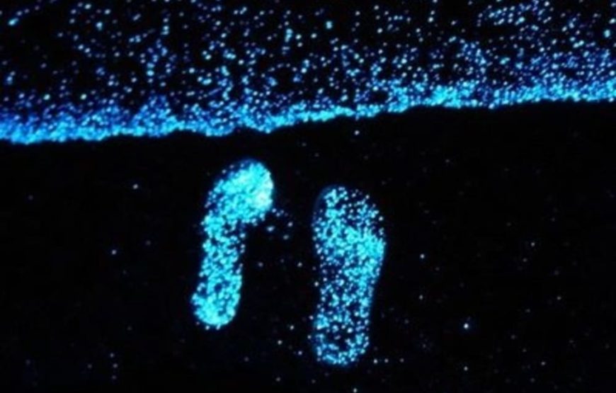 5 Islas Premium Básico + Acuario + Open Bar + Plancton