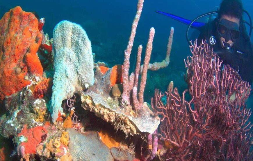 Buceo De Recreación 1 Inmersión (Minicurso Principiantes)
