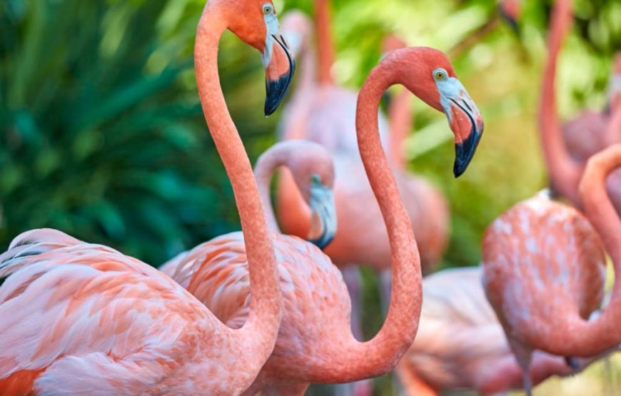 Aviario Nacional + Club Privado